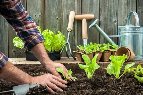 Overview of tidy urban backyard garden in Tufnell Park